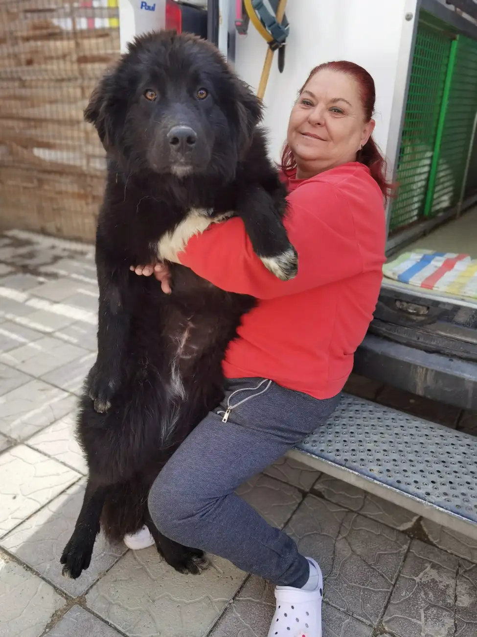 adoptii internationale asipa