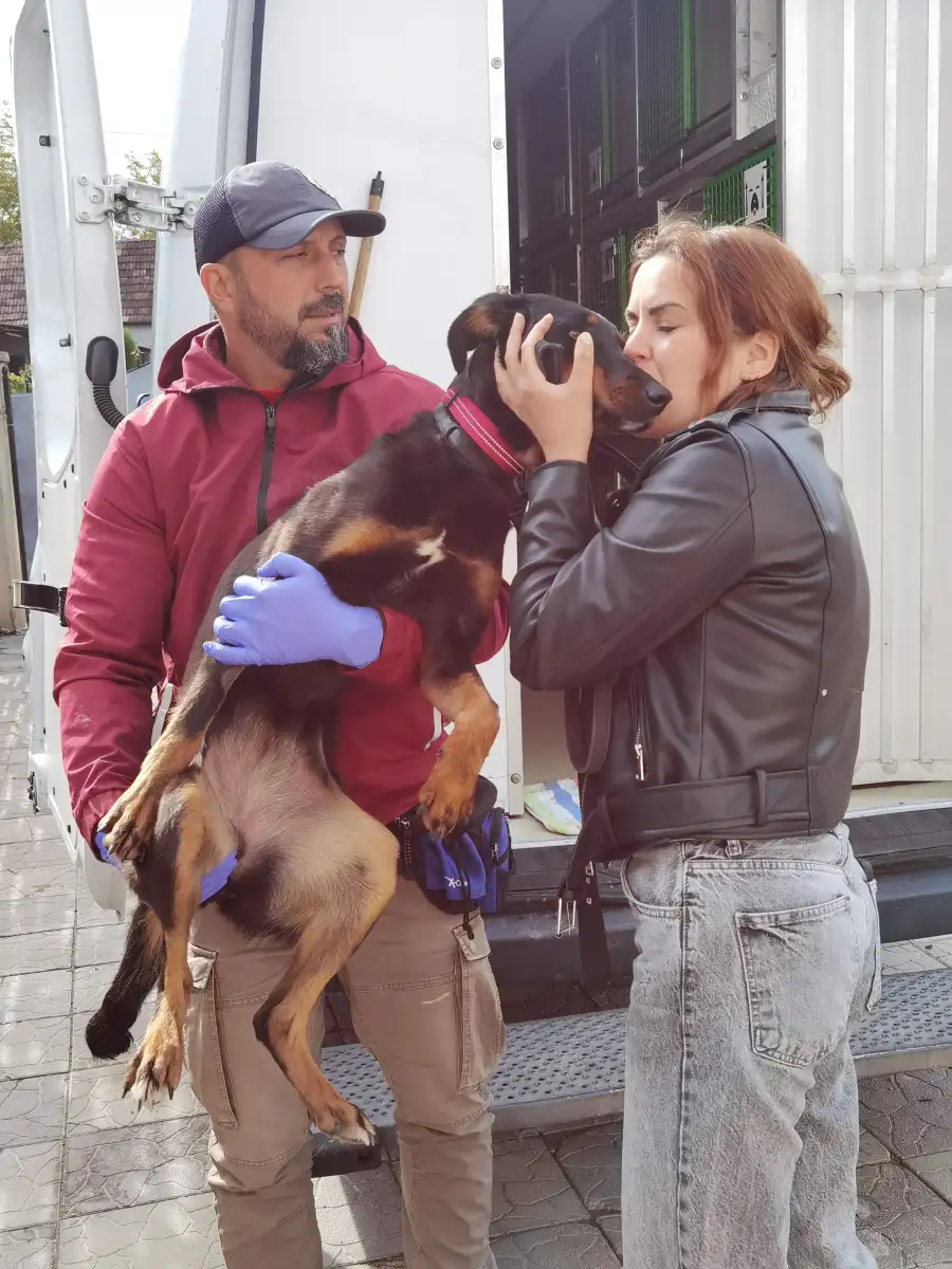 adoptii internationale asipa